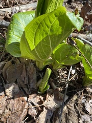 Symplocarpus foetidus