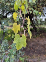 Vitis arizonica