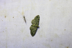 Pasiphila rectangulata