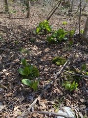 Symplocarpus foetidus