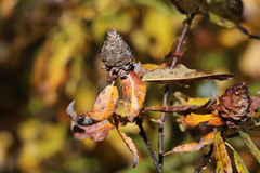 Rabdophaga strobiloides