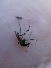 Aedes taeniorhynchus