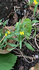 Erysimum cheiranthoides