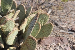 Opuntia basilaris basilaris