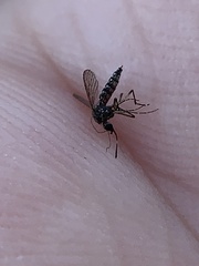 Aedes taeniorhynchus