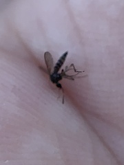Aedes taeniorhynchus