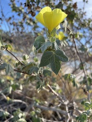 Gossypium tomentosum