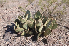 Opuntia basilaris basilaris