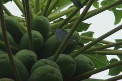 Thraupis glaucocolpa