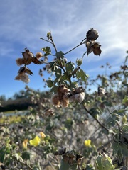 Gossypium tomentosum