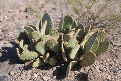 Opuntia basilaris basilaris