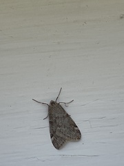 Alsophila pometaria