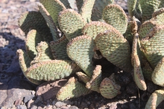 Opuntia basilaris basilaris