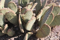 Opuntia basilaris basilaris