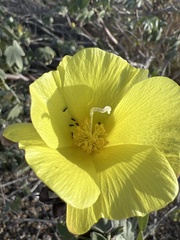 Gossypium tomentosum