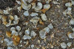 Padina pavonica