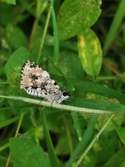 Papilionoidea
