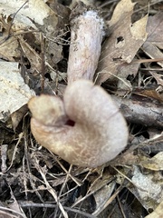 Laccaria ochropurpurea