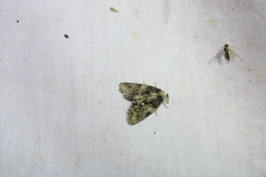 Chytonix palliatricula