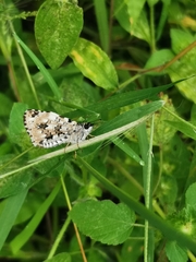 Papilionoidea