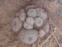Mammillaria hutchisoniana louisae