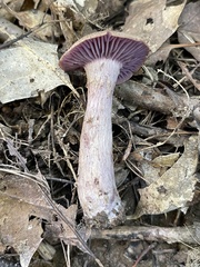 Laccaria ochropurpurea