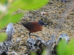 Laterallus ruber