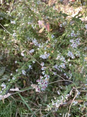 Symphyotrichum lateriflorum