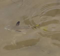 Ellochelon vaigiensis
