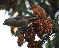 Loxia pytyopsittacus