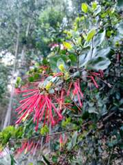 Tristerix corymbosus