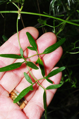 Clematis microphylla