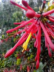 Tristerix corymbosus