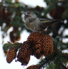 Loxia pytyopsittacus