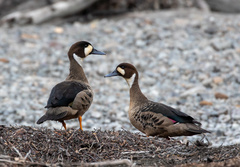 Speculanas specularis