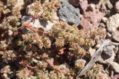 Euphorbia setiloba