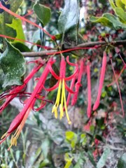 Tristerix corymbosus