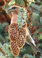 Loxia pytyopsittacus