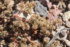 Euphorbia setiloba