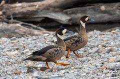 Speculanas specularis