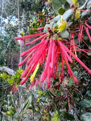 Tristerix corymbosus