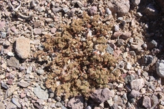 Euphorbia setiloba