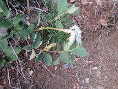 Mandevilla macrosiphon