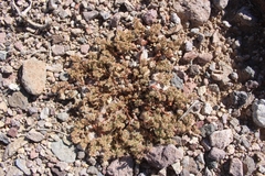 Euphorbia setiloba