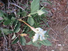 Mandevilla macrosiphon