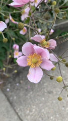 Eriocapitella hupehensis