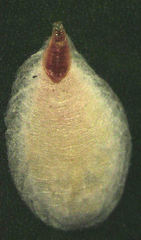 Pseudaulacaspis eugeniae