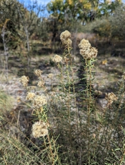 Isocoma pluriflora