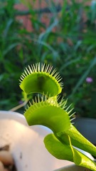 Dionaea