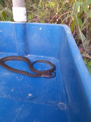 Mastigodryas boddaerti